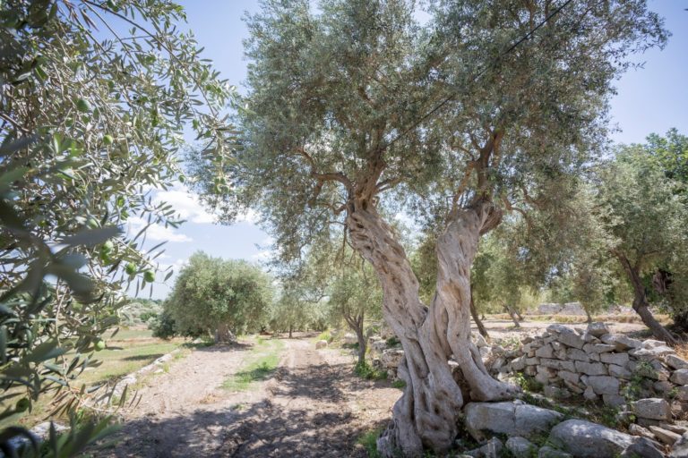 Der Olivenbaum und der griechische Dichter Sappho - Gemälde von Salvatore Paolo Garufi Tanteri